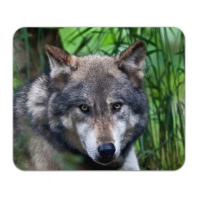 Коврик прямоугольный с принтом Хищник в Санкт-Петербурге, натуральный каучук | размер 230 х 185 мм; запечатка лицевой стороны | аука | бирюк | волк | волчара | волчица | волчок | глаза | животное | животные | зверь | зеленые | койот | лес | млекопитающее | природа | санитар леса | серый | уши | фауна | хищник | черный | шакал