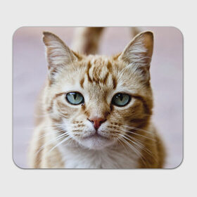 Коврик прямоугольный с принтом Рыжий кот, зеленые глаза в Санкт-Петербурге, натуральный каучук | размер 230 х 185 мм; запечатка лицевой стороны | грустный | добрый | животное | киса | киска кися | кот | котенок | котэ | кошка | красивый | лапа | лапка | ласковый | милый | моська | мурлыка | прикольный | смешной | унылый | усатый | шерсть