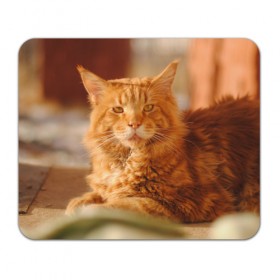 Коврик прямоугольный с принтом Рыжий кот в Санкт-Петербурге, натуральный каучук | размер 230 х 185 мм; запечатка лицевой стороны | грустный | добрый | животное | киса | киска кися | кот | котенок | котэ | кошка | красивый | лапа | лапка | ласковый | милый | моська | мурлыка | прикольный | смешной | унылый | усатый | шерсть