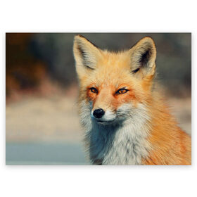 Поздравительная открытка с принтом Лисица в Санкт-Петербурге, 100% бумага | плотность бумаги 280 г/м2, матовая, на обратной стороне линовка и место для марки
 | fox | животное | зверь | красивая | лес | лис | лиса | лисенок | лисица | лисичка | мех | патрикеевна | песец | плутовка | прикольная | природа | рыжая | рыжий цвет | сказка | хвост | хитрая | хищник