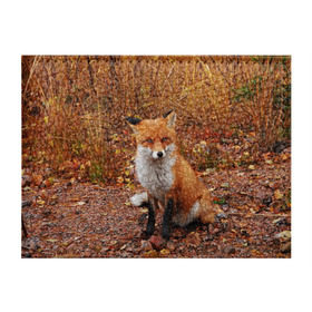 Обложка для студенческого билета с принтом Лиса в Санкт-Петербурге, натуральная кожа | Размер: 11*8 см; Печать на всей внешней стороне | Тематика изображения на принте: fox | животное | зверь | красивая | лес | лис | лиса | лисенок | лисица | лисичка | мех | патрикеевна | песец | плутовка | прикольная | природа | рыжая | рыжий цвет | сказка | хвост | хитрая | хищник