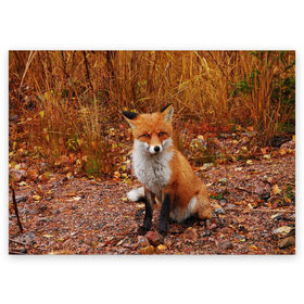 Поздравительная открытка с принтом Лиса в Санкт-Петербурге, 100% бумага | плотность бумаги 280 г/м2, матовая, на обратной стороне линовка и место для марки
 | fox | животное | зверь | красивая | лес | лис | лиса | лисенок | лисица | лисичка | мех | патрикеевна | песец | плутовка | прикольная | природа | рыжая | рыжий цвет | сказка | хвост | хитрая | хищник
