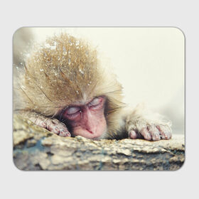 Коврик прямоугольный с принтом Обезьянка спит в Санкт-Петербурге, натуральный каучук | размер 230 х 185 мм; запечатка лицевой стороны | Тематика изображения на принте: бабуин | животное | обезьяна | орангутанг | примат