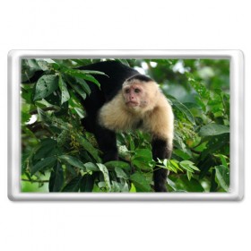 Магнит 45*70 с принтом Обезьянка в джунглях в Санкт-Петербурге, Пластик | Размер: 78*52 мм; Размер печати: 70*45 | бабуин | гамадрил | гиббон | горилла | гуманоид | дарвин | животное | зоопарк | кинг конг | мартышка | маугли | обезьяна | орангутанг | предок | примат | рожа | хомо сапиенс | шимпанзе