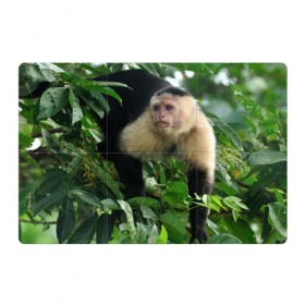Магнитный плакат 3Х2 с принтом Обезьянка в джунглях в Санкт-Петербурге, Полимерный материал с магнитным слоем | 6 деталей размером 9*9 см | бабуин | гамадрил | гиббон | горилла | гуманоид | дарвин | животное | зоопарк | кинг конг | мартышка | маугли | обезьяна | орангутанг | предок | примат | рожа | хомо сапиенс | шимпанзе