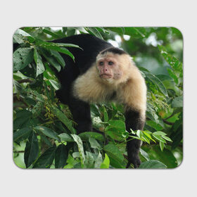 Коврик прямоугольный с принтом Обезьянка в джунглях в Санкт-Петербурге, натуральный каучук | размер 230 х 185 мм; запечатка лицевой стороны | бабуин | гамадрил | гиббон | горилла | гуманоид | дарвин | животное | зоопарк | кинг конг | мартышка | маугли | обезьяна | орангутанг | предок | примат | рожа | хомо сапиенс | шимпанзе
