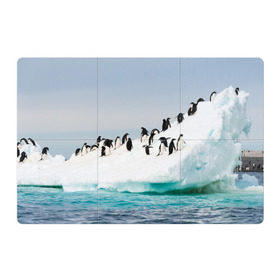 Магнитный плакат 3Х2 с принтом Пингвины на айсберге в Санкт-Петербурге, Полимерный материал с магнитным слоем | 6 деталей размером 9*9 см | айсберг | антарктида | антарктика | арктика | буревестник | глупый | императорский | клюв | королевский | крылья | ласты | лёд | линукс | океан | пилигрим | полюс | птица | север | снег | умка | фрак
