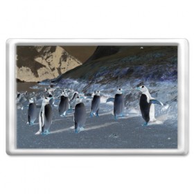Магнит 45*70 с принтом Ночные пингвины в горах в Санкт-Петербурге, Пластик | Размер: 78*52 мм; Размер печати: 70*45 | Тематика изображения на принте: 