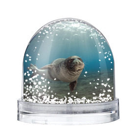 Снежный шар с принтом Тюлень под водой в Санкт-Петербурге, Пластик | Изображение внутри шара печатается на глянцевой фотобумаге с двух сторон | вода | дайвинг | жирный | косяк | красивые | милые | море | морская | морской котик | океан | плывет | подводный мир | прикольные | речная | рыба | рыбалка | стая | тюлень | усатый кот | фауна | чешуя
