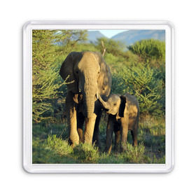 Магнит 55*55 с принтом Слониха и слоненок в природе в Санкт-Петербурге, Пластик | Размер: 65*65 мм; Размер печати: 55*55 мм | африка | африканский | бивни | большой | гигант джунгли | зоопарк | индийский | индия | лесной великан | мамонт | огромный | саванна | сафари | серый | слон | слоненок | слониха | стадо | уши | хобот