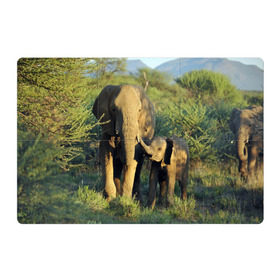 Магнитный плакат 3Х2 с принтом Слониха и слоненок в природе в Санкт-Петербурге, Полимерный материал с магнитным слоем | 6 деталей размером 9*9 см | Тематика изображения на принте: африка | африканский | бивни | большой | гигант джунгли | зоопарк | индийский | индия | лесной великан | мамонт | огромный | саванна | сафари | серый | слон | слоненок | слониха | стадо | уши | хобот