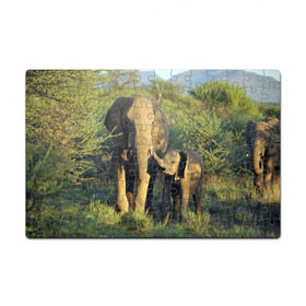 Пазл магнитный 126 элементов с принтом Слониха и слоненок в природе в Санкт-Петербурге, полимерный материал с магнитным слоем | 126 деталей, размер изделия —  180*270 мм | африка | африканский | бивни | большой | гигант джунгли | зоопарк | индийский | индия | лесной великан | мамонт | огромный | саванна | сафари | серый | слон | слоненок | слониха | стадо | уши | хобот