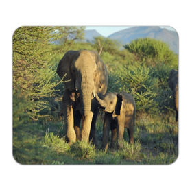 Коврик прямоугольный с принтом Слониха и слоненок в природе в Санкт-Петербурге, натуральный каучук | размер 230 х 185 мм; запечатка лицевой стороны | Тематика изображения на принте: африка | африканский | бивни | большой | гигант джунгли | зоопарк | индийский | индия | лесной великан | мамонт | огромный | саванна | сафари | серый | слон | слоненок | слониха | стадо | уши | хобот