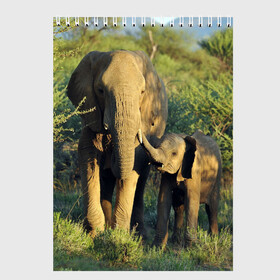 Скетчбук с принтом Слониха и слоненок в природе в Санкт-Петербурге, 100% бумага
 | 48 листов, плотность листов — 100 г/м2, плотность картонной обложки — 250 г/м2. Листы скреплены сверху удобной пружинной спиралью | Тематика изображения на принте: африка | африканский | бивни | большой | гигант джунгли | зоопарк | индийский | индия | лесной великан | мамонт | огромный | саванна | сафари | серый | слон | слоненок | слониха | стадо | уши | хобот