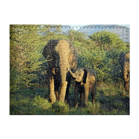 Обложка для студенческого билета с принтом Слониха и слоненок в природе в Санкт-Петербурге, натуральная кожа | Размер: 11*8 см; Печать на всей внешней стороне | Тематика изображения на принте: африка | африканский | бивни | большой | гигант джунгли | зоопарк | индийский | индия | лесной великан | мамонт | огромный | саванна | сафари | серый | слон | слоненок | слониха | стадо | уши | хобот