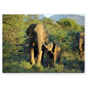 Поздравительная открытка с принтом Слониха и слоненок в природе в Санкт-Петербурге, 100% бумага | плотность бумаги 280 г/м2, матовая, на обратной стороне линовка и место для марки
 | Тематика изображения на принте: африка | африканский | бивни | большой | гигант джунгли | зоопарк | индийский | индия | лесной великан | мамонт | огромный | саванна | сафари | серый | слон | слоненок | слониха | стадо | уши | хобот