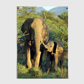 Постер с принтом Слониха и слоненок в природе в Санкт-Петербурге, 100% бумага
 | бумага, плотность 150 мг. Матовая, но за счет высокого коэффициента гладкости имеет небольшой блеск и дает на свету блики, но в отличии от глянцевой бумаги не покрыта лаком | африка | африканский | бивни | большой | гигант джунгли | зоопарк | индийский | индия | лесной великан | мамонт | огромный | саванна | сафари | серый | слон | слоненок | слониха | стадо | уши | хобот