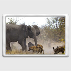 Магнит 45*70 с принтом Гиены охотятся на слона в Санкт-Петербурге, Пластик | Размер: 78*52 мм; Размер печати: 70*45 | Тематика изображения на принте: африка | африканский | бивни | большой | гигант джунгли | гиены | индийский | индия | лесной великан | мамонт | огромный | охота | саванна | сафари | серый | слон | слониха | стадо | уши | хобот