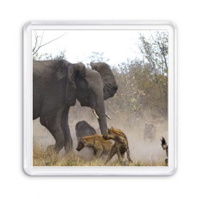Магнит 55*55 с принтом Гиены охотятся на слона в Санкт-Петербурге, Пластик | Размер: 65*65 мм; Размер печати: 55*55 мм | Тематика изображения на принте: африка | африканский | бивни | большой | гигант джунгли | гиены | индийский | индия | лесной великан | мамонт | огромный | охота | саванна | сафари | серый | слон | слониха | стадо | уши | хобот