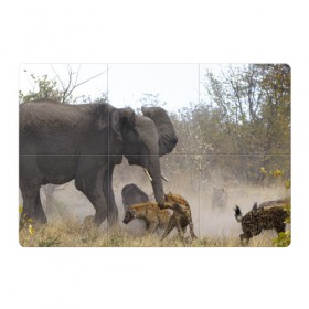 Магнитный плакат 3Х2 с принтом Гиены охотятся на слона в Санкт-Петербурге, Полимерный материал с магнитным слоем | 6 деталей размером 9*9 см | Тематика изображения на принте: африка | африканский | бивни | большой | гигант джунгли | гиены | индийский | индия | лесной великан | мамонт | огромный | охота | саванна | сафари | серый | слон | слониха | стадо | уши | хобот