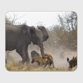 Коврик прямоугольный с принтом Гиены охотятся на слона в Санкт-Петербурге, натуральный каучук | размер 230 х 185 мм; запечатка лицевой стороны | Тематика изображения на принте: африка | африканский | бивни | большой | гигант джунгли | гиены | индийский | индия | лесной великан | мамонт | огромный | охота | саванна | сафари | серый | слон | слониха | стадо | уши | хобот