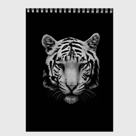 Скетчбук с принтом Тигр в Санкт-Петербурге, 100% бумага
 | 48 листов, плотность листов — 100 г/м2, плотность картонной обложки — 250 г/м2. Листы скреплены сверху удобной пружинной спиралью | белый тигр | кошка | тигр