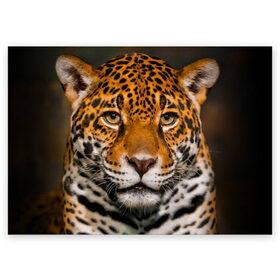 Поздравительная открытка с принтом Jaguar в Санкт-Петербурге, 100% бумага | плотность бумаги 280 г/м2, матовая, на обратной стороне линовка и место для марки
 | Тематика изображения на принте: глаза | дикая кошка | кошка | леопард | сафари | хищник | ягуар