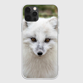 Чехол для iPhone 12 Pro с принтом White Fox в Санкт-Петербурге, силикон | область печати: задняя сторона чехла, без боковых панелей | fox | red | лиса | лисенок | рыжая