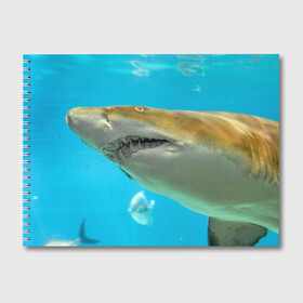 Альбом для рисования с принтом Тигровая акула в Санкт-Петербурге, 100% бумага
 | матовая бумага, плотность 200 мг. | Тематика изображения на принте: голубое море | океан | рыба