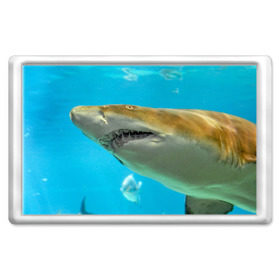 Магнит 45*70 с принтом Тигровая акула в Санкт-Петербурге, Пластик | Размер: 78*52 мм; Размер печати: 70*45 | голубое море | океан | рыба