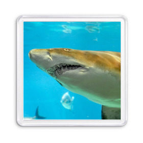 Магнит 55*55 с принтом Тигровая акула в Санкт-Петербурге, Пластик | Размер: 65*65 мм; Размер печати: 55*55 мм | Тематика изображения на принте: голубое море | океан | рыба