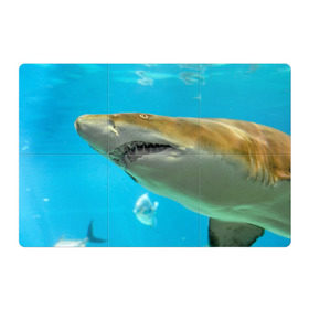 Магнитный плакат 3Х2 с принтом Тигровая акула в Санкт-Петербурге, Полимерный материал с магнитным слоем | 6 деталей размером 9*9 см | Тематика изображения на принте: голубое море | океан | рыба