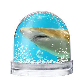 Снежный шар с принтом Тигровая акула в Санкт-Петербурге, Пластик | Изображение внутри шара печатается на глянцевой фотобумаге с двух сторон | Тематика изображения на принте: голубое море | океан | рыба