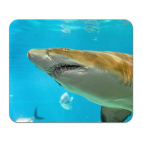 Коврик прямоугольный с принтом Тигровая акула в Санкт-Петербурге, натуральный каучук | размер 230 х 185 мм; запечатка лицевой стороны | Тематика изображения на принте: голубое море | океан | рыба