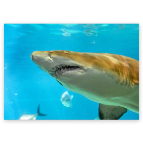 Поздравительная открытка с принтом Тигровая акула в Санкт-Петербурге, 100% бумага | плотность бумаги 280 г/м2, матовая, на обратной стороне линовка и место для марки
 | Тематика изображения на принте: голубое море | океан | рыба