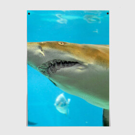 Постер с принтом Тигровая акула в Санкт-Петербурге, 100% бумага
 | бумага, плотность 150 мг. Матовая, но за счет высокого коэффициента гладкости имеет небольшой блеск и дает на свету блики, но в отличии от глянцевой бумаги не покрыта лаком | Тематика изображения на принте: голубое море | океан | рыба