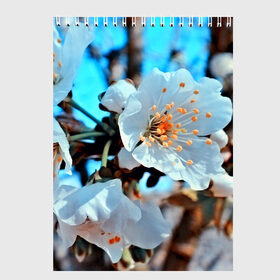 Скетчбук с принтом Весна в Санкт-Петербурге, 100% бумага
 | 48 листов, плотность листов — 100 г/м2, плотность картонной обложки — 250 г/м2. Листы скреплены сверху удобной пружинной спиралью | 3d | flower | весна | другие | красивые цветы | красные | лето | поле | полевой цветок | прикольные | природа | текстуры | цветочки | цветы