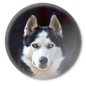 Значок с принтом Хаски в Санкт-Петербурге,  металл | круглая форма, металлическая застежка в виде булавки | Тематика изображения на принте: dog | лабрадор | мопс | пес | собака | такса | хаски | щеночек