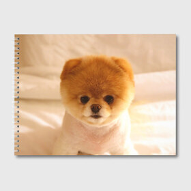 Альбом для рисования с принтом Пушистик в Санкт-Петербурге, 100% бумага
 | матовая бумага, плотность 200 мг. | Тематика изображения на принте: dog | пес | померанский | собака | шпиц | щеночек