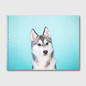 Альбом для рисования с принтом Blue в Санкт-Петербурге, 100% бумага
 | матовая бумага, плотность 200 мг. | Тематика изображения на принте: dog | бандит | пес | собака | хаски | хаски бандит | щеночек