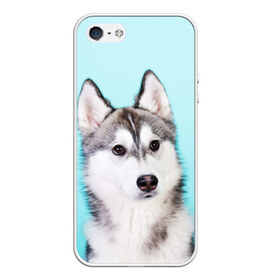 Чехол для iPhone 5/5S матовый с принтом Blue в Санкт-Петербурге, Силикон | Область печати: задняя сторона чехла, без боковых панелей | dog | бандит | пес | собака | хаски | хаски бандит | щеночек