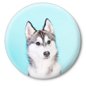 Значок с принтом Blue в Санкт-Петербурге,  металл | круглая форма, металлическая застежка в виде булавки | dog | бандит | пес | собака | хаски | хаски бандит | щеночек