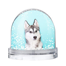 Водяной шар с принтом Blue в Санкт-Петербурге, Пластик | Изображение внутри шара печатается на глянцевой фотобумаге с двух сторон | dog | бандит | пес | собака | хаски | хаски бандит | щеночек