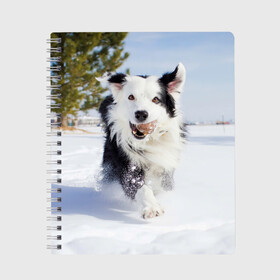 Тетрадь с принтом Snow в Санкт-Петербурге, 100% бумага | 48 листов, плотность листов — 60 г/м2, плотность картонной обложки — 250 г/м2. Листы скреплены сбоку удобной пружинной спиралью. Уголки страниц и обложки скругленные. Цвет линий — светло-серый
 | dog | бордер | бордер колли | колли | пес | собака