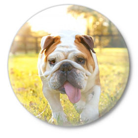 Значок с принтом Funny Dog в Санкт-Петербурге,  металл | круглая форма, металлическая застежка в виде булавки | Тематика изображения на принте: dog | английский бульдог | пес | собака