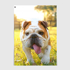 Постер с принтом Funny Dog в Санкт-Петербурге, 100% бумага
 | бумага, плотность 150 мг. Матовая, но за счет высокого коэффициента гладкости имеет небольшой блеск и дает на свету блики, но в отличии от глянцевой бумаги не покрыта лаком | dog | английский бульдог | пес | собака