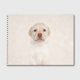 Альбом для рисования с принтом Лабрадор в Санкт-Петербурге, 100% бумага
 | матовая бумага, плотность 200 мг. | Тематика изображения на принте: dog | labrador | puppy | порода | собака | собачка | щенок