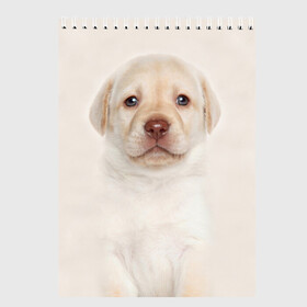 Скетчбук с принтом Лабрадор в Санкт-Петербурге, 100% бумага
 | 48 листов, плотность листов — 100 г/м2, плотность картонной обложки — 250 г/м2. Листы скреплены сверху удобной пружинной спиралью | Тематика изображения на принте: dog | labrador | puppy | порода | собака | собачка | щенок