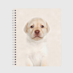 Тетрадь с принтом Лабрадор в Санкт-Петербурге, 100% бумага | 48 листов, плотность листов — 60 г/м2, плотность картонной обложки — 250 г/м2. Листы скреплены сбоку удобной пружинной спиралью. Уголки страниц и обложки скругленные. Цвет линий — светло-серый
 | Тематика изображения на принте: dog | labrador | puppy | порода | собака | собачка | щенок