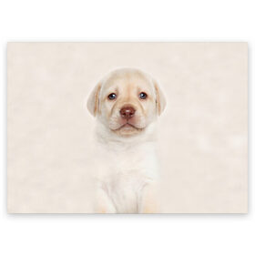 Поздравительная открытка с принтом Лабрадор в Санкт-Петербурге, 100% бумага | плотность бумаги 280 г/м2, матовая, на обратной стороне линовка и место для марки
 | Тематика изображения на принте: dog | labrador | puppy | порода | собака | собачка | щенок